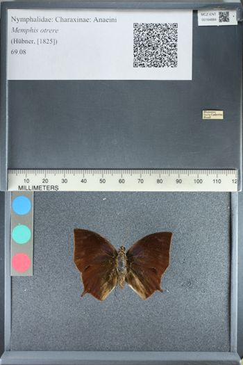 Media type: image;   Entomology 164884